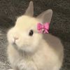 bunnisshit