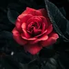 user2391178612776