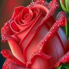jahangir7565