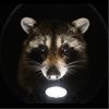 ruggy_raccoon
