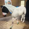 konnosportik