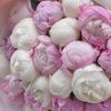 marim.ahmed193