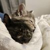 cats.and.momma