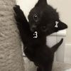 ilovedeftones_sm