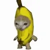 banana.xd12