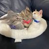 rightmeeeow3