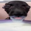 milk dog 69