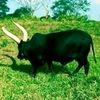 user8413468105467