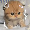 hassan.amoon