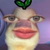kiaa