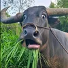 doanvlog999