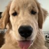 ace.the.golden24