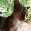 khaing.yin.mon21