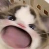 𝙄𝙢𝙪𝙩 𝙠𝙞𝙮𝙪𝙩😻
