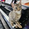 tangothecat8