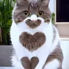 biawolfy4