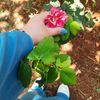 chanaz546