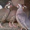 Chakoor Qabli Birds Zark