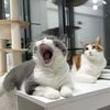 petcompanion72