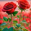 wajid.hussan648
