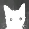 dumbassalleycat