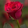 abdul.waheed6273