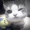 casydie7