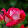 md.shekh.forid03