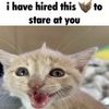 shmepkun