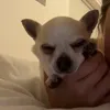leonisprivv