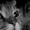 haneenhaneenhat88