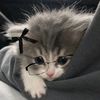 evi_ik0