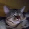 dbbto0