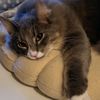 nusscat