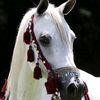 ali.hammad726