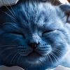 catmemeclips