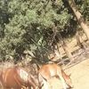 rinade.mohammed