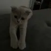 svkhhv