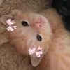 saywutangelina