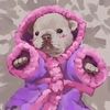pibbypibbler1