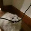zoe_4318