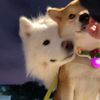 Pet Lover521