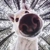 random_gooba