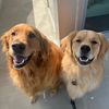Two Golden Leos 🐾