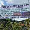 c.2.tri.c.ging.an