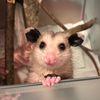 boys.drool_opossums.rule
