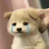 stuutdu