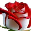 user4150793811247