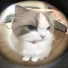 suonsaochuangott_0