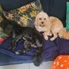 pawgeous.cavapoos